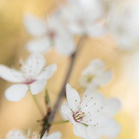 White blossom against yellow background by Bianca de Haan