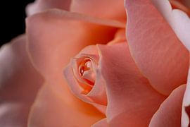 Close-up picture of a rose by Ronald van Kooten