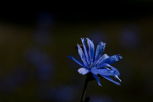 Chicory Flower low key van Tjeerd Knier