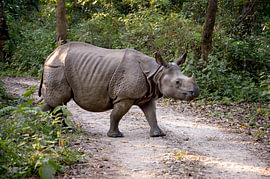 One-horned rhinoceros in Chitwan National Park by Laimute Kuriene