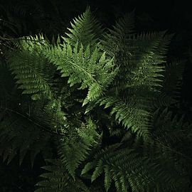 Ferns by Meral Soydas