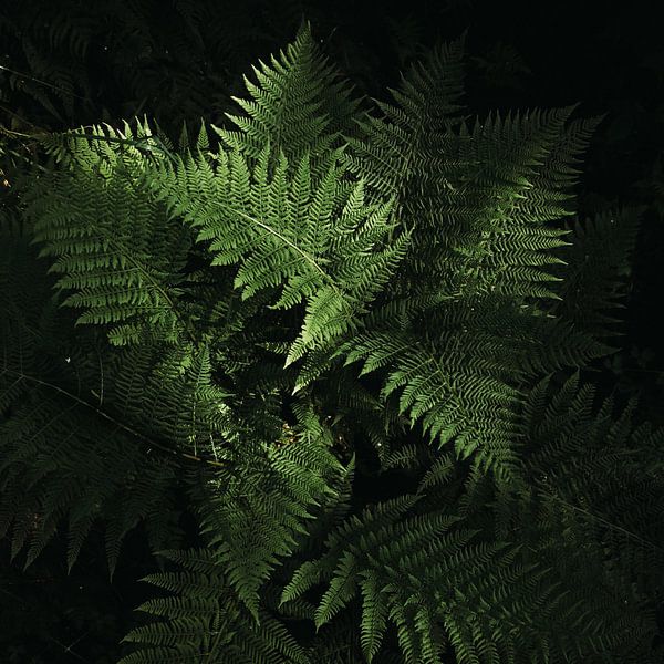 Ferns by Meral Soydas