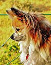 Something Happening Below Mum by Dorothy Berry-Lound thumbnail