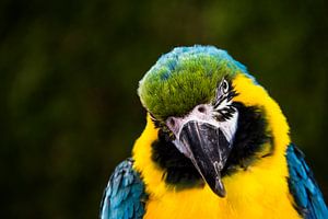 Parrot or blue yellow macaw.