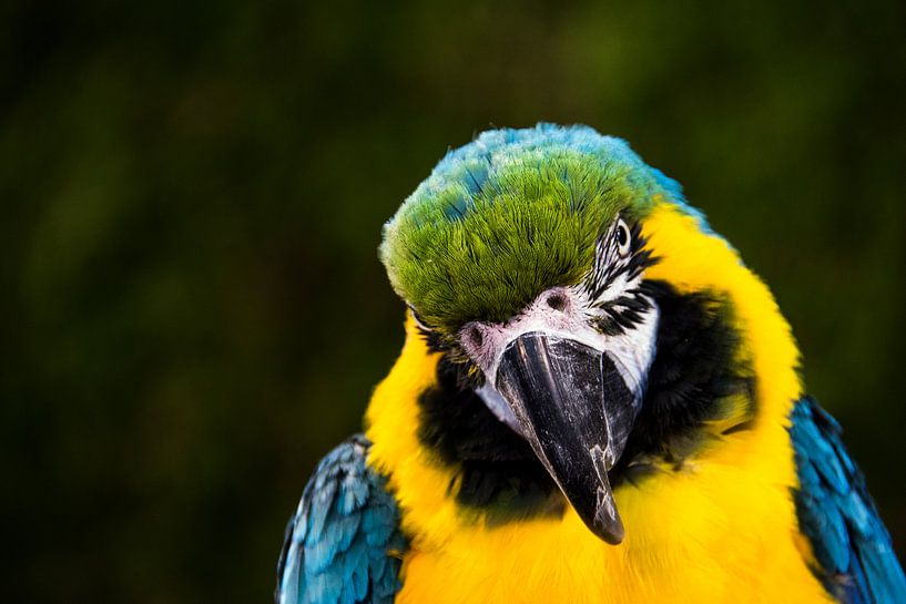Papegaai of blauw gele ara. van Ton de Koning