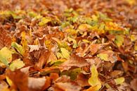 Coloured leaves of a beech hedge by André Muller thumbnail