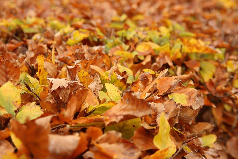 Coloured leaves of a beech hedge by André Muller