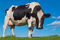 Black-and-white cow looks curious