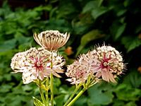 bloemen