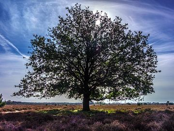 eikenboom in tegenlicht van Hans Vos Fotografie