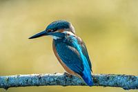 kingfisher on branch