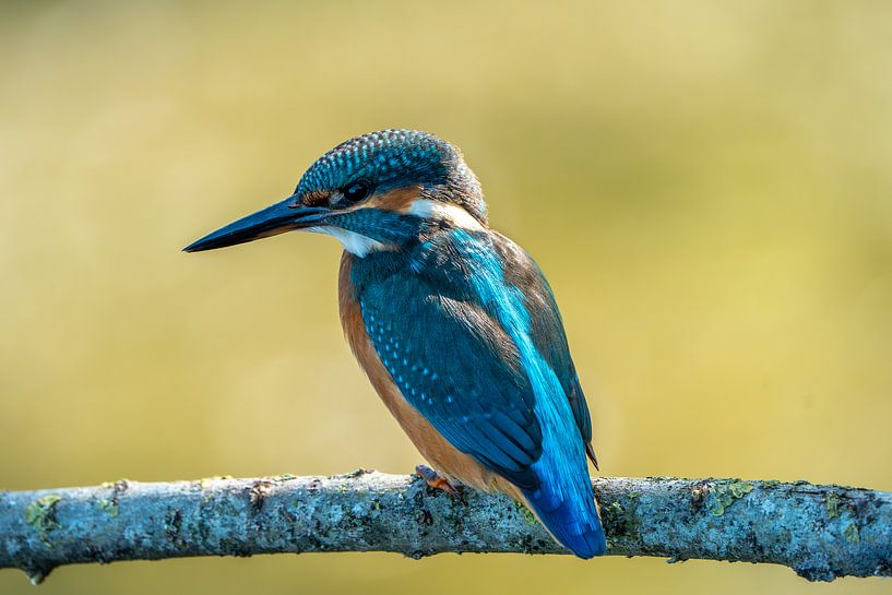 kingfisher on branch by Mark Baas