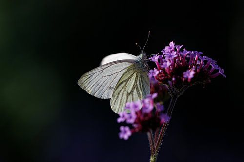 Butterfly on purple flower