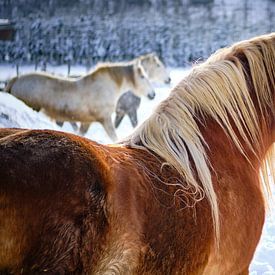 paarden in de sneeuw van Björn Jeurgens