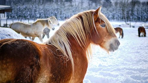 horses in the snow by Björn Jeurgens