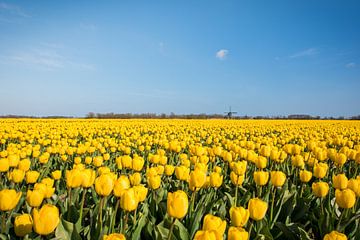 Tulpenveld in Noord-Holland van Max ter Burg Fotografie