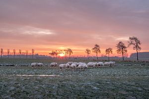 schapen bij het krieken van de dag sur Moetwil en van Dijk - Fotografie