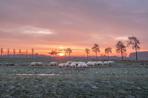 schapen bij het krieken van de dag
