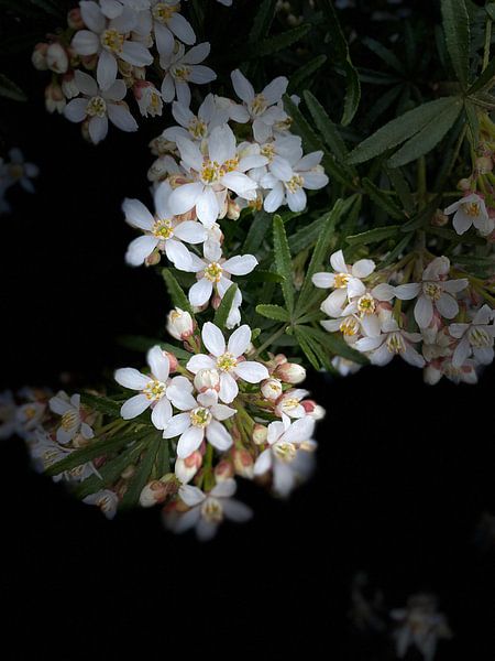 Sommerblumen von Marianna Pobedimova