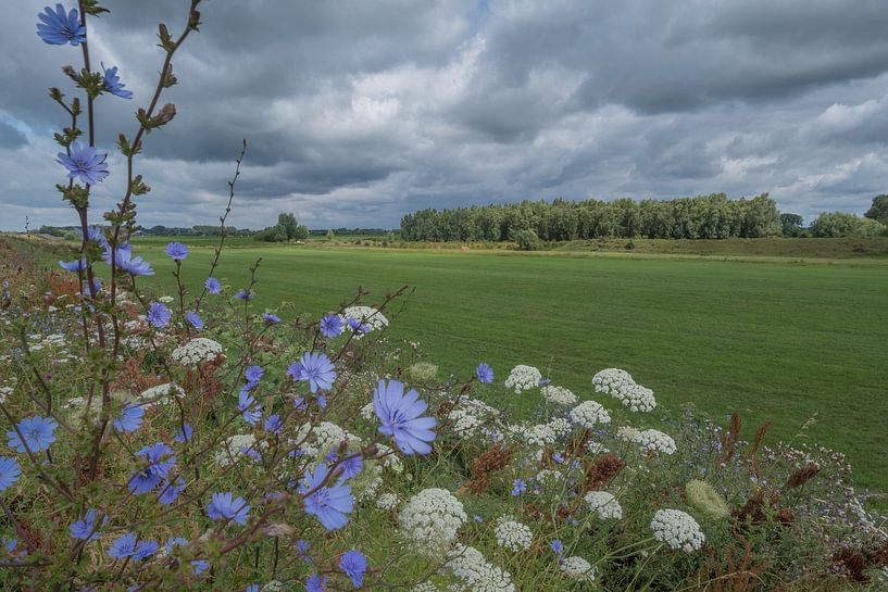 Bermbloemen by Moetwil en van Dijk - Fotografie