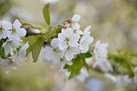 Kersenbloesem in de lente