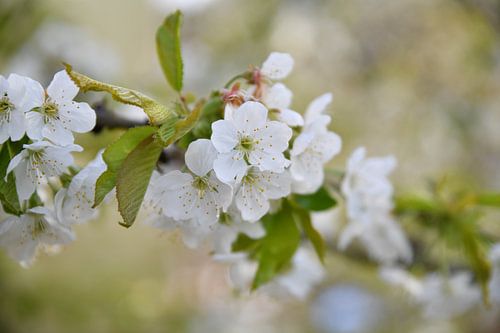 Les cerisiers en fleurs au printemps