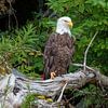 Amerikaanse Zeearend of Bald Eagle van Henk van Dijk
