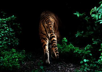 Een tijger verdwijnt uit het zicht van Bert Hooijer