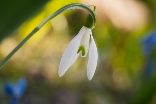 Sneeuwklokjes met fijne bloemblaadjes. Vroege bloeiers