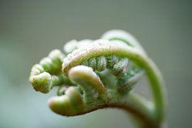 Fern abstract close-up with curly leaves by Edith Wijte