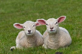 Domestic sheep lambs by Sven-Erik Arndt