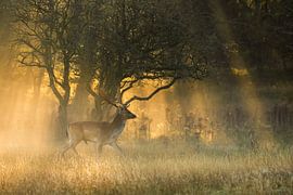 Damhert in mist met zonnestralen van Andius Teijgeler