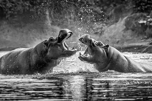 Hippopotames qui se battent