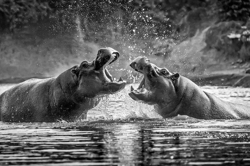 Fighting hippos by Uwe Merkel