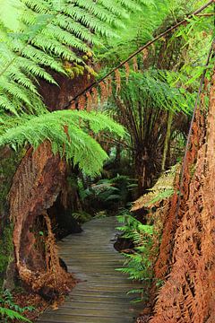 Jungle canopy by Inge Hogenbijl