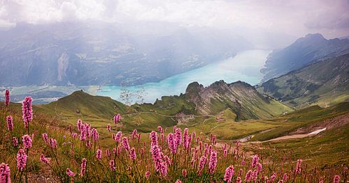 Uitzicht op het Brienz-meer vanaf de Rothoorn, knoopweide