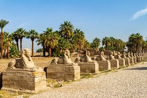 Die Sphinx von Luxor