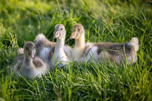 Goslings sur Andreas Müller