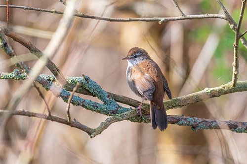 Le cetti's chanteur à Zevenhuizen