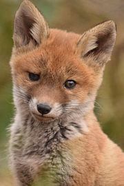 Vossenwelp von Kirsten Geerts