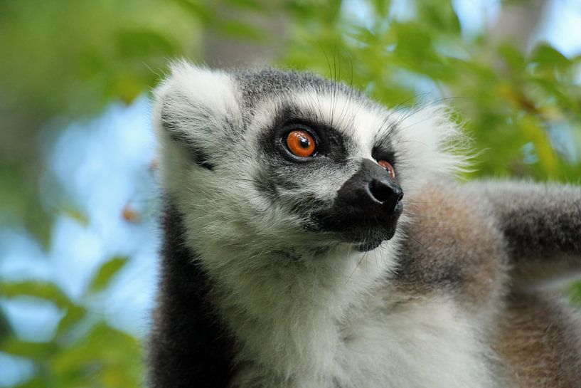 Ringstaart maki van Marieke Funke