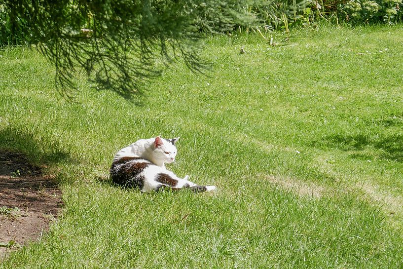 Utrecht - Vieux chat Hortus par Wout van den Berg
