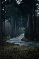 Road between trees