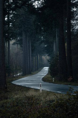 Straße zwischen Bäumen von maarten snoek