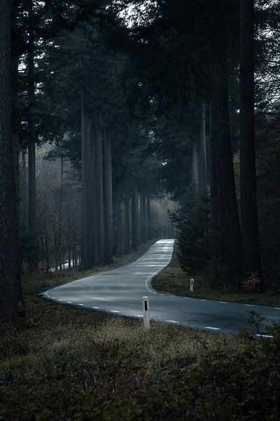 Road between trees by maarten snoek