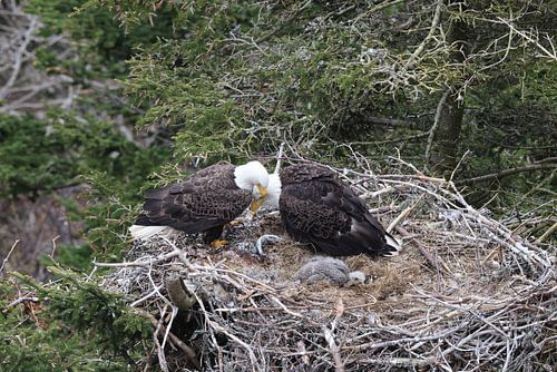 Volwassen zeearend met kuiken in een nest in een boom Newfoundland Canada