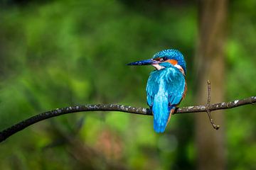 ijsvogel in de lente, kingfisher in spring. van Corrine Ponsen