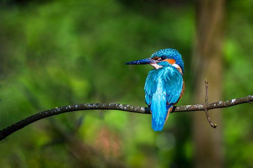 kingfisher in spring, childfisher in spring