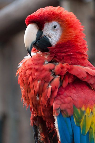 Scharlachrot Macaw Parrot von Anjo ten Kate