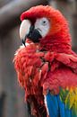 Scharlachrot Macaw Parrot von Anjo ten Kate Miniaturansicht